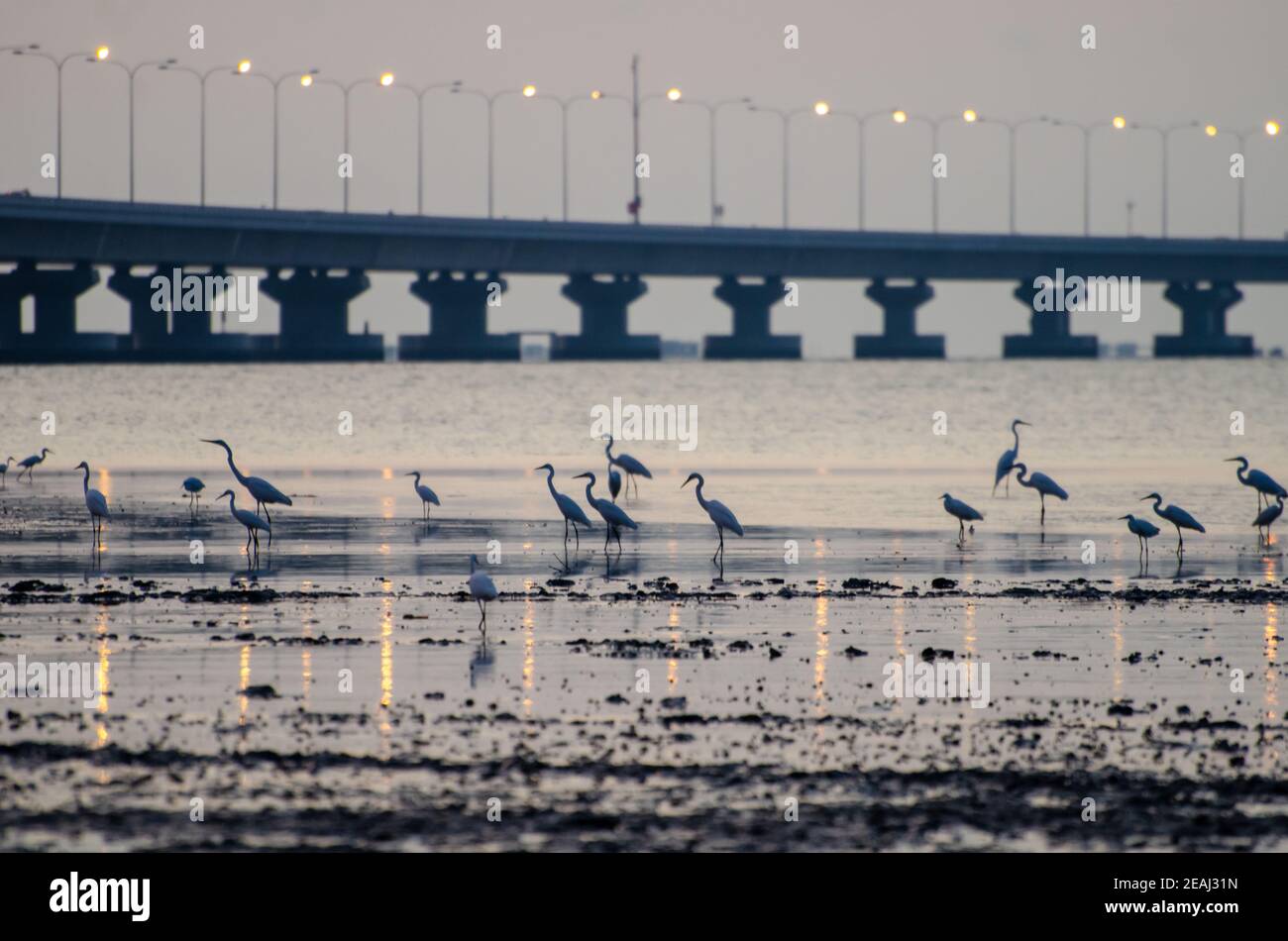 Cranes uccello riposo a costiero Foto Stock