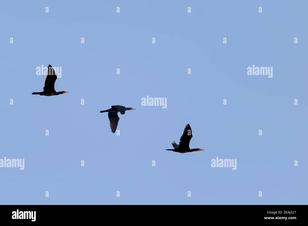 Tre compagni di volo Foto Stock