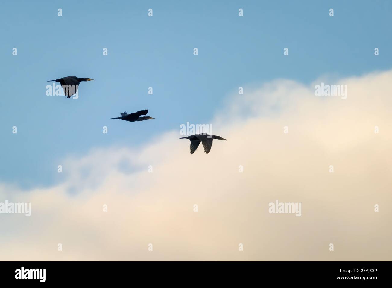 Tre compagni di volo Foto Stock