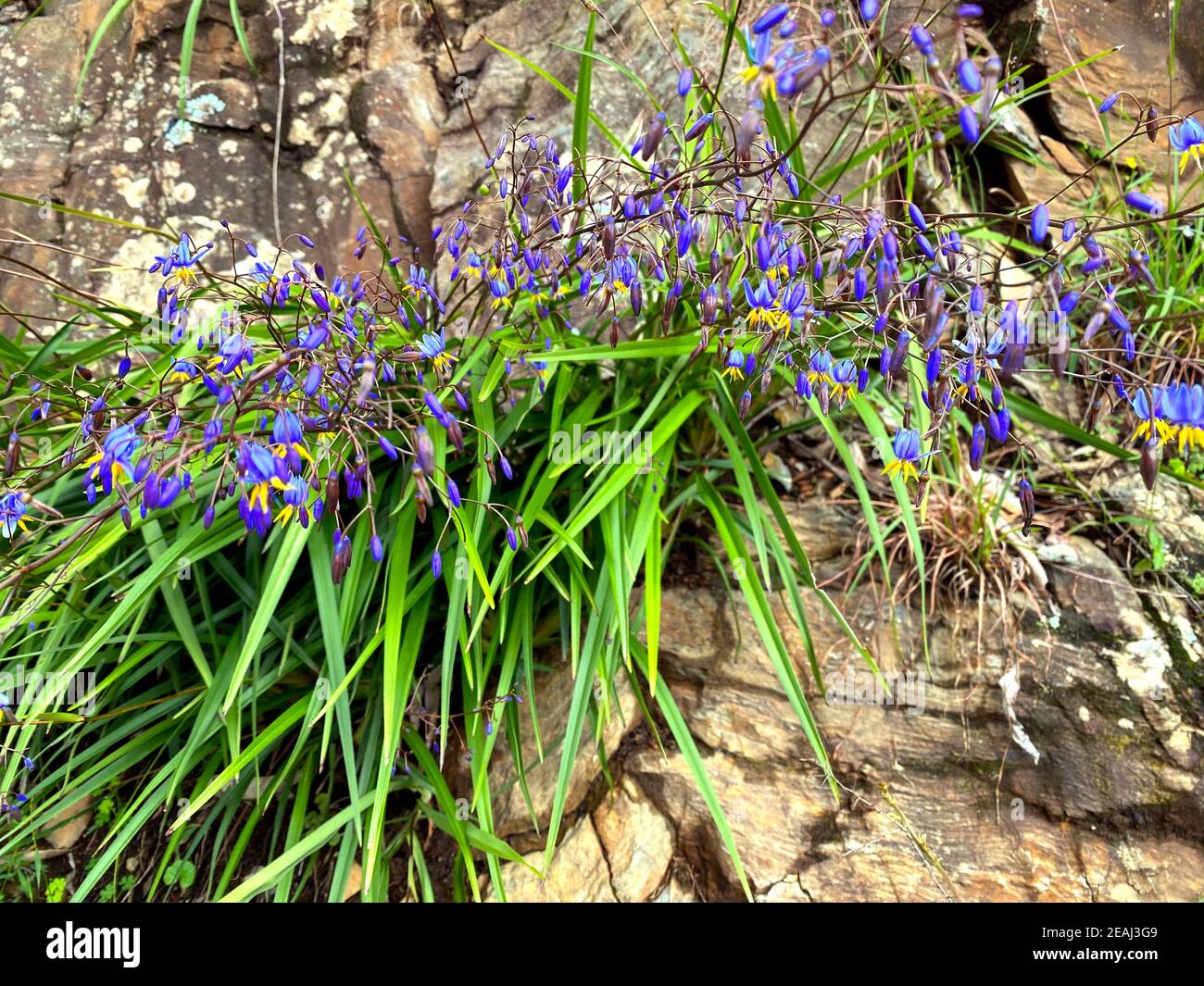 Fiori di giglio di lino blu che crescono dalla roccia Foto Stock