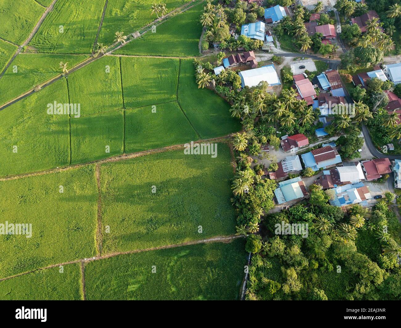 Vista aerea dall'alto verso il basso campo di risaie verdi e alberi in mattina Foto Stock