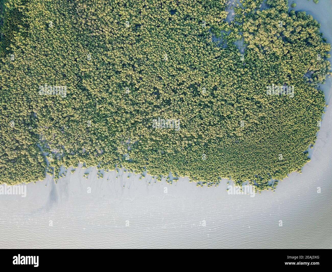 Foresta di mangrovie aeree Foto Stock