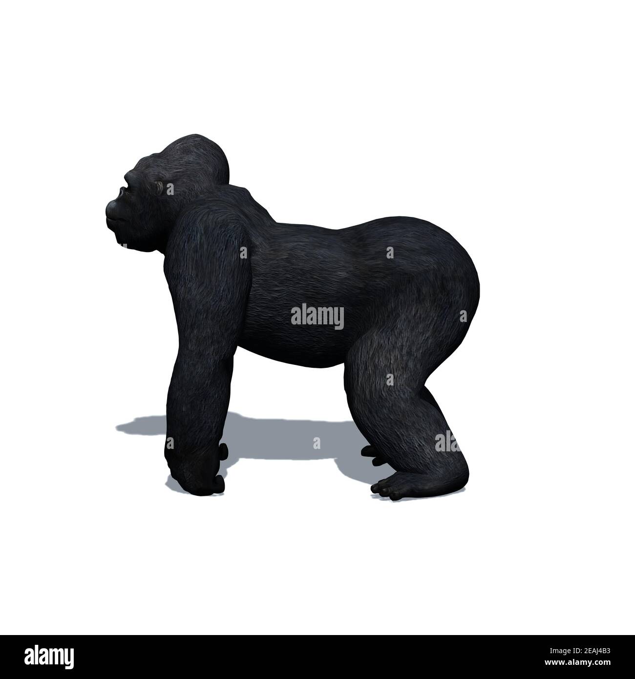 Animali selvatici - gorilla con ombra sul pavimento - isolato su sfondo bianco Foto Stock