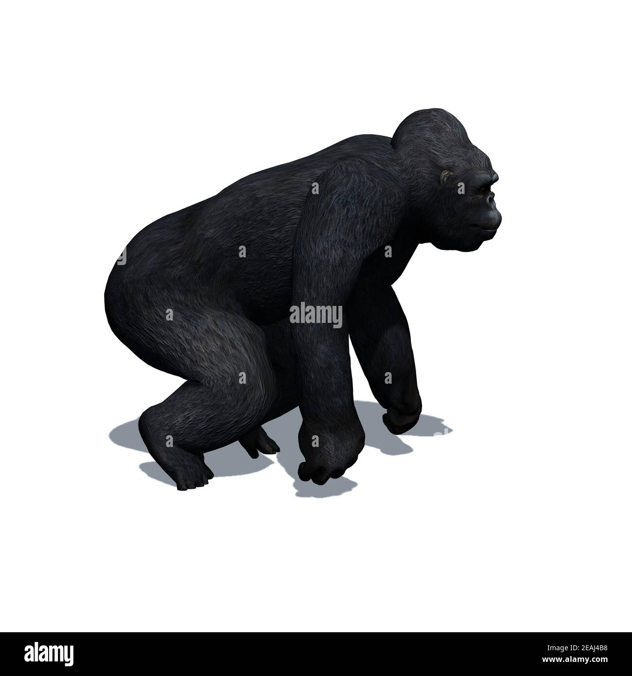 Animali selvatici - gorilla con ombra sul pavimento - isolato su sfondo bianco Foto Stock