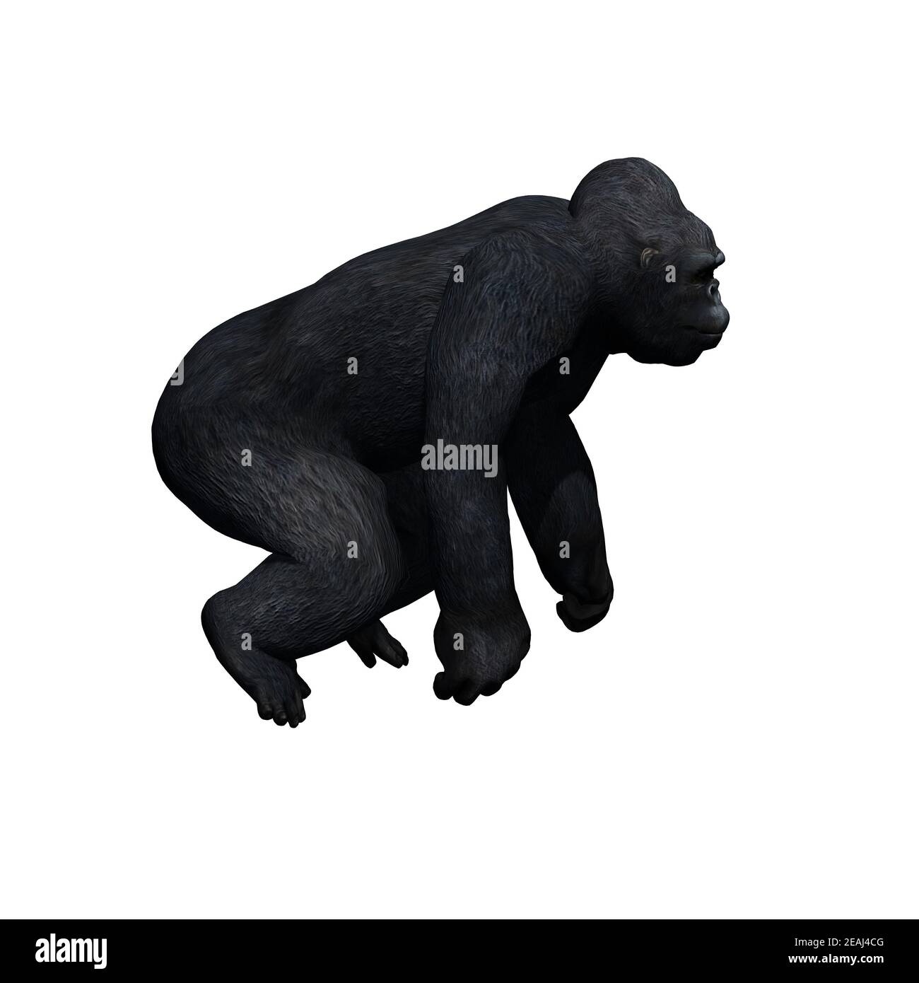 Animali selvatici - gorilla - isolati su sfondo bianco Foto Stock