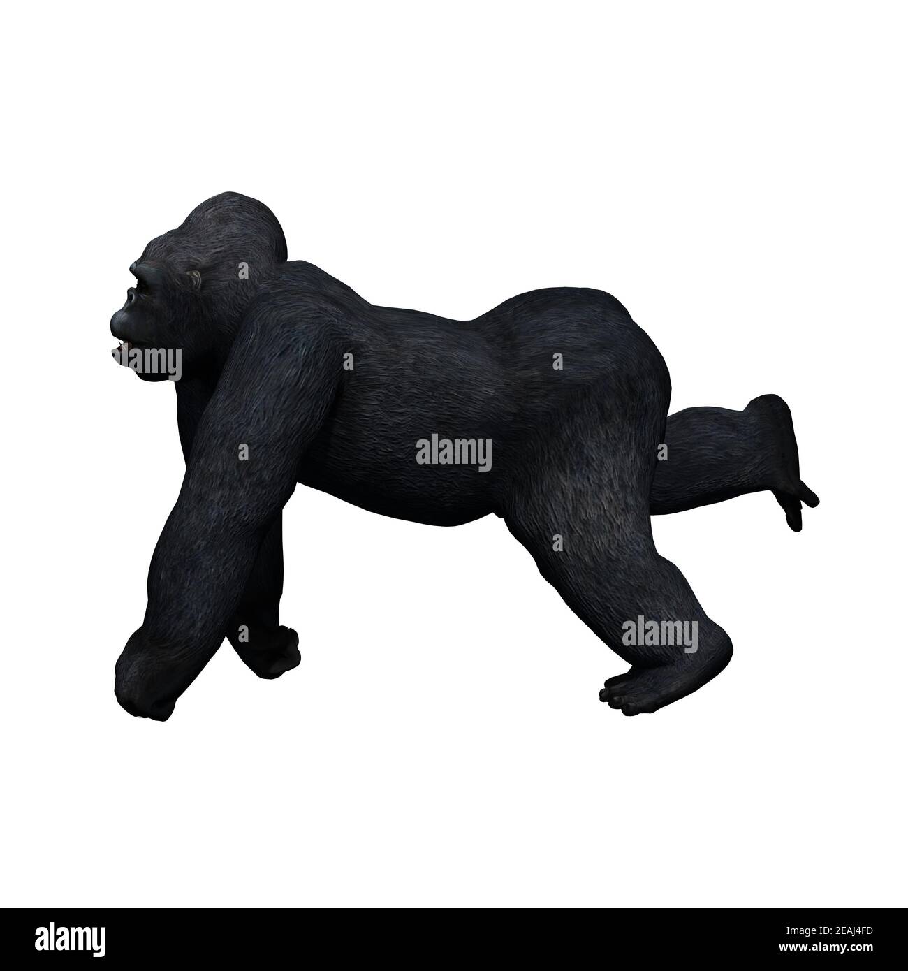 Animali selvatici - gorilla - isolati su sfondo bianco Foto Stock