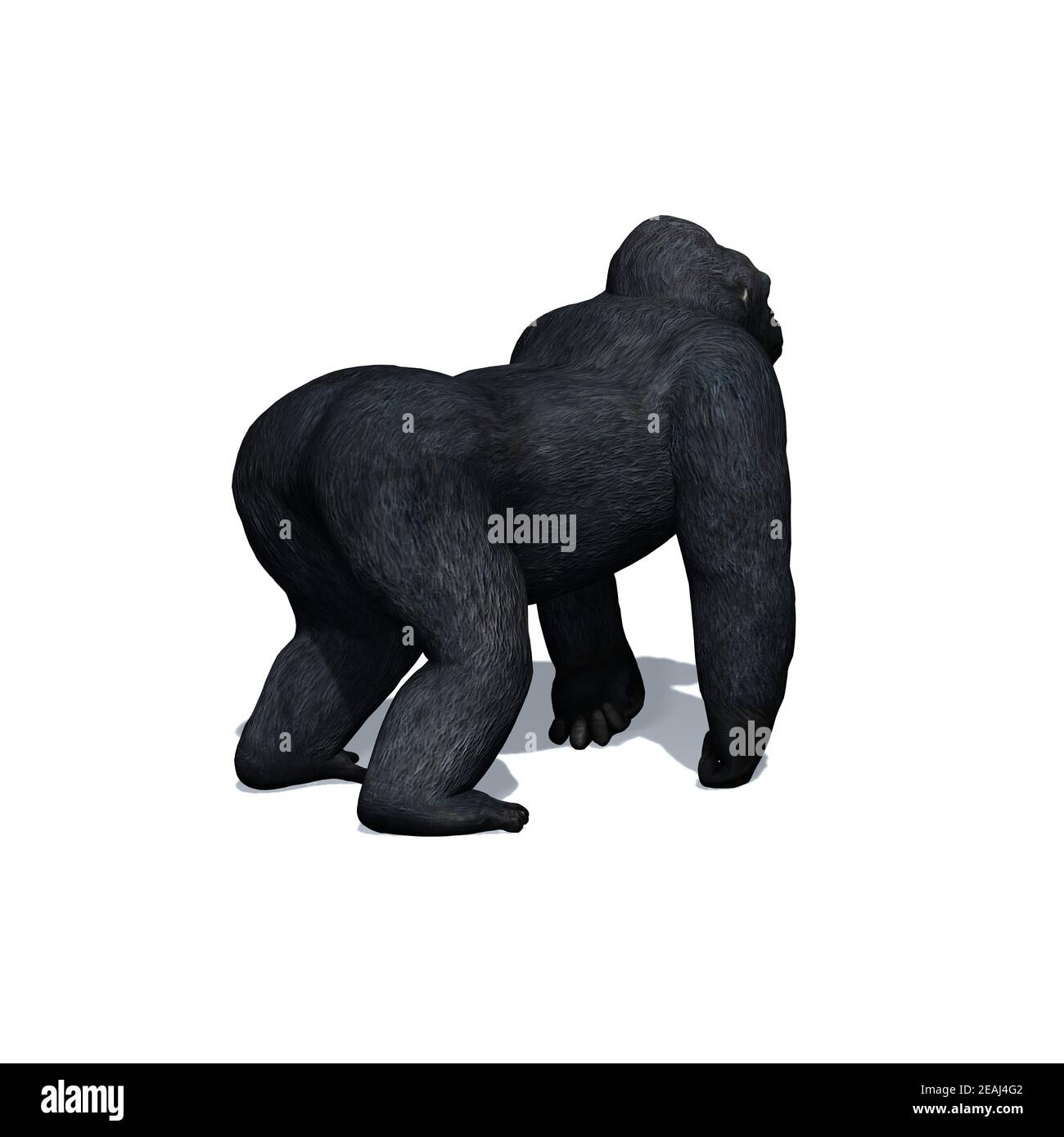 Animali selvatici - gorilla con ombra sul pavimento - isolato su sfondo bianco Foto Stock