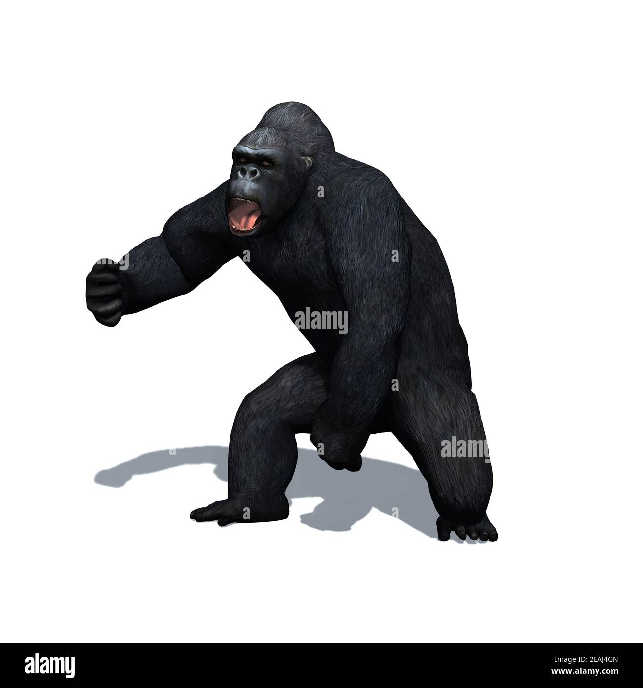 Animali selvatici - gorilla con ombra sul pavimento - isolato su sfondo bianco Foto Stock