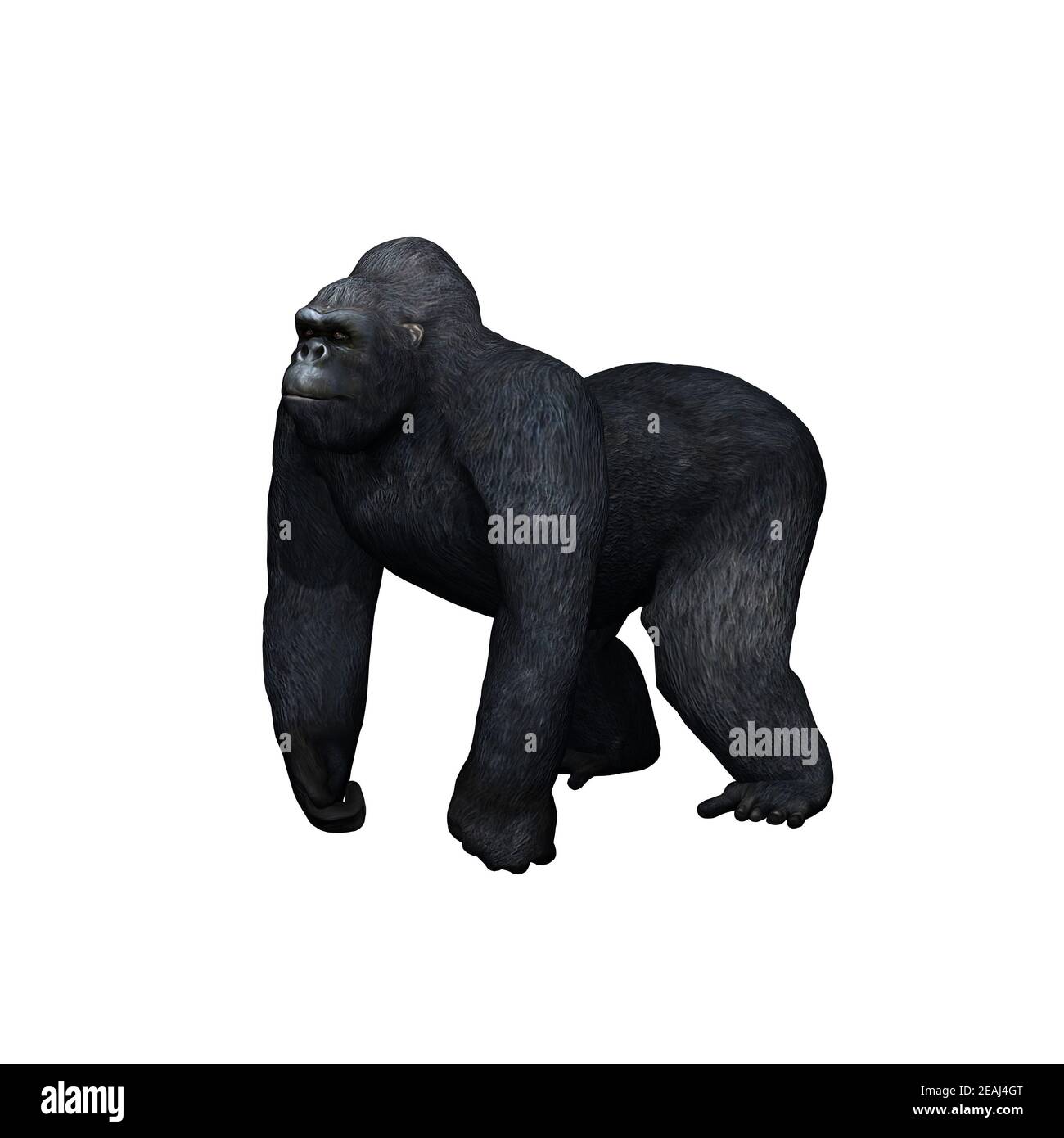 Animali selvatici - gorilla - isolati su sfondo bianco Foto Stock