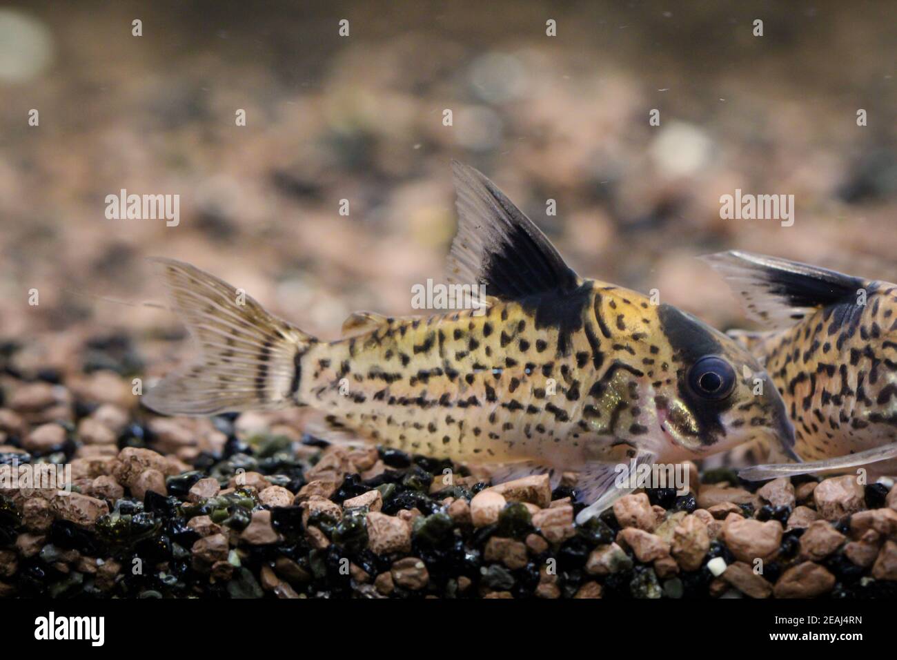 Un ravvicinato di un pesce gatto corazzato in un acquario. Foto Stock