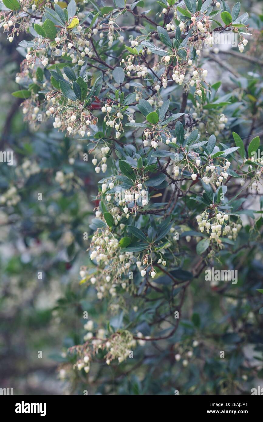 Smoking Arbutus. Fiori dell'albero di fragola in autunno. Foto Stock