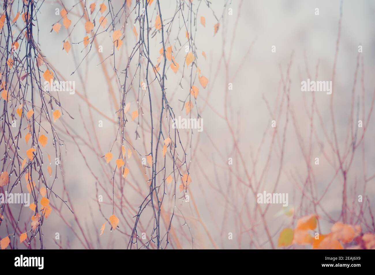 belle foglie di betulla gialla d'autunno Foto Stock