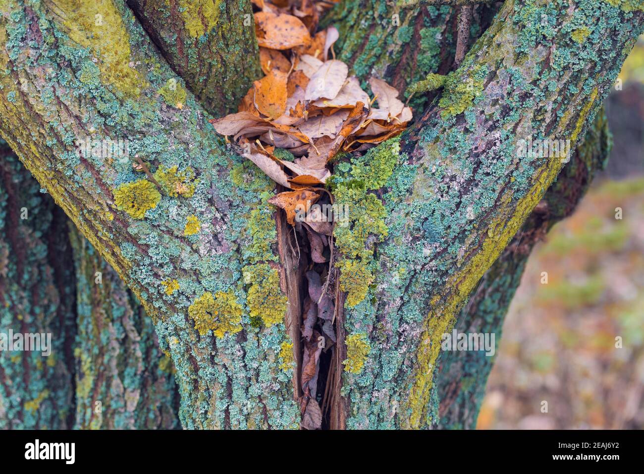 tronco d'albero a forma di cuore Foto Stock