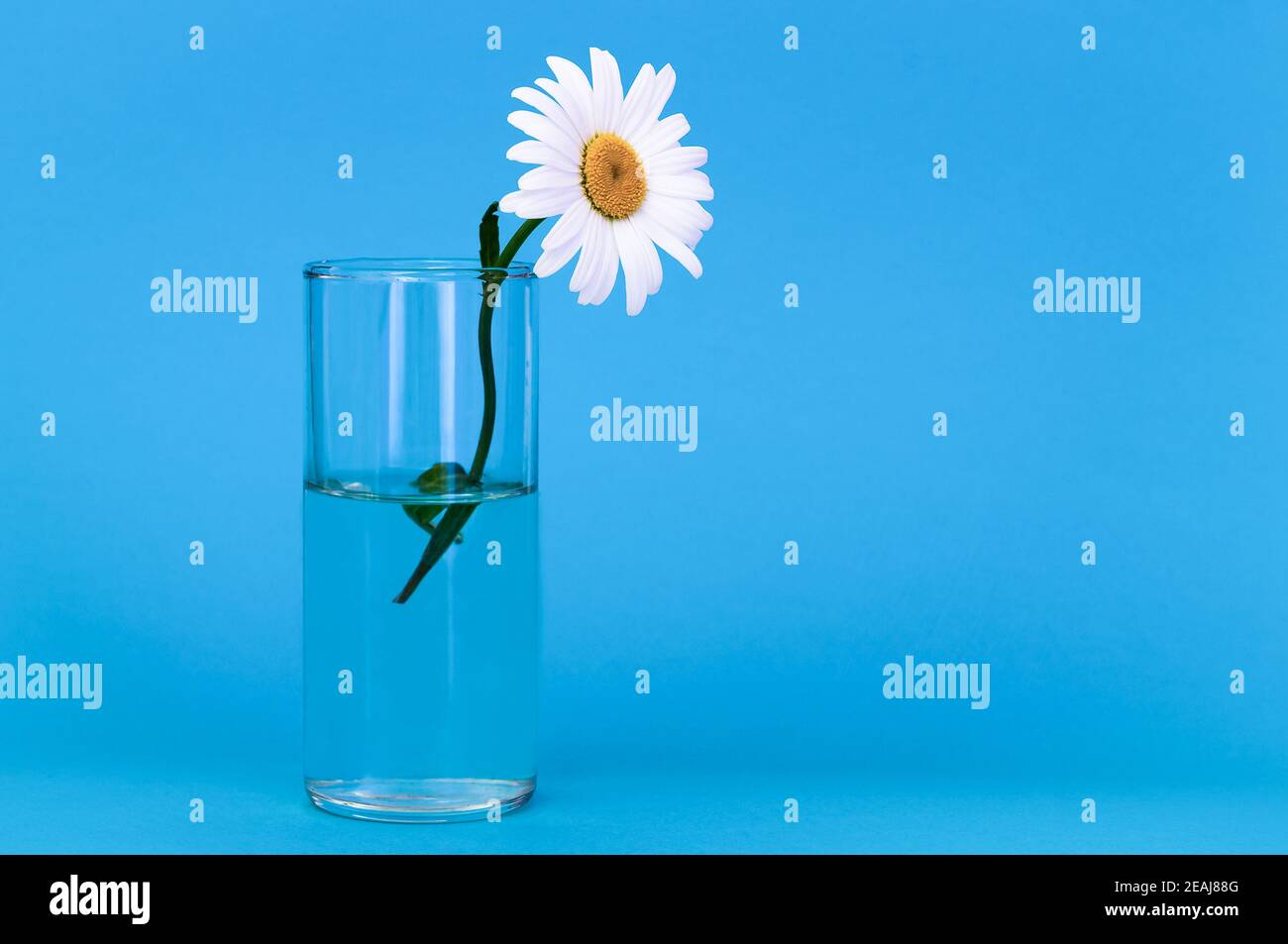 Su sfondo blu un bicchiere con camomilla, sulla destra c'è un posto per l'iscrizione. Foto Stock