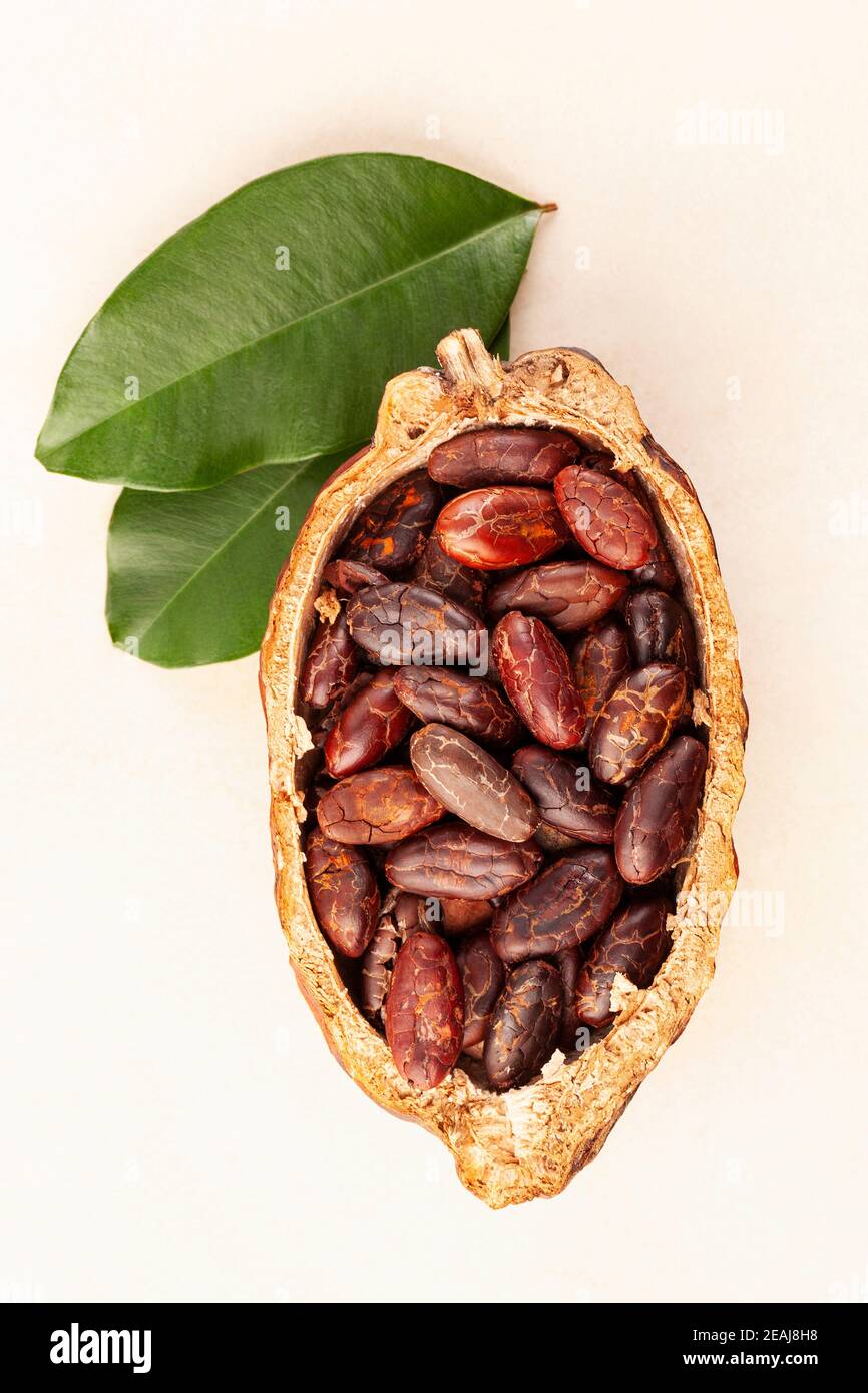 Fagioli di cacao freschi arrostiti in una cialda con foglie su sfondo beige. Foto Stock