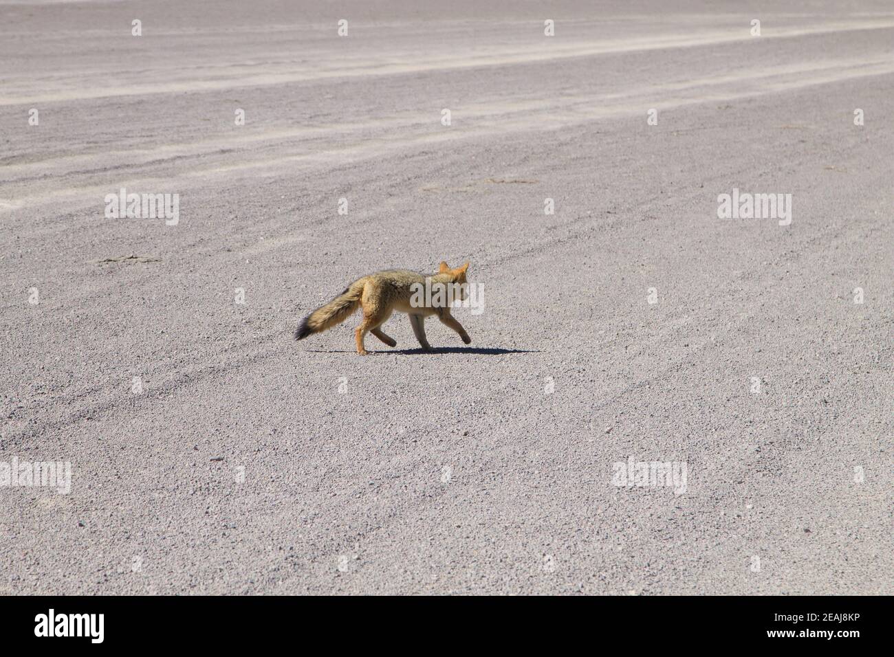 Volpe andina primo piano,Bolivia Foto Stock