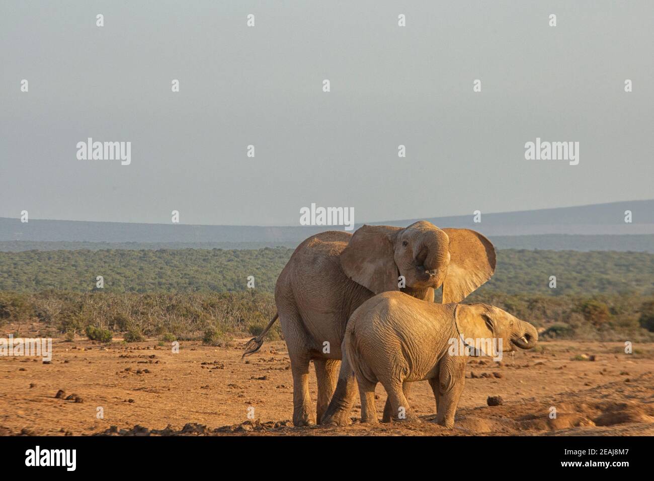 Madre e figlio elefante. Elefanti africani, Loxodonta africana, acqua potabile nel parco nazionale di Addo, Sudafrica Foto Stock