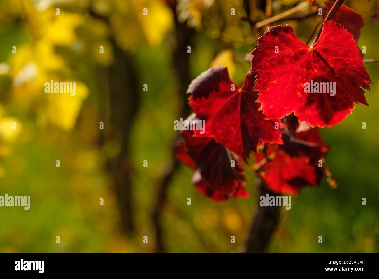 Foglia d'uva rossa nella parte posteriore illuminata dal sole d'autunno Foto Stock