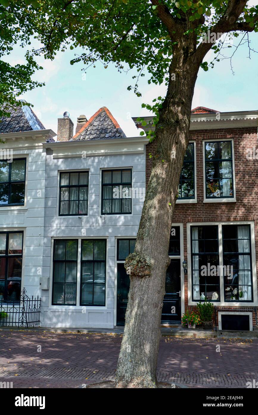 Tipica facciata casa con un albero a ZIERIKZEE, Paesi Bassi Foto Stock