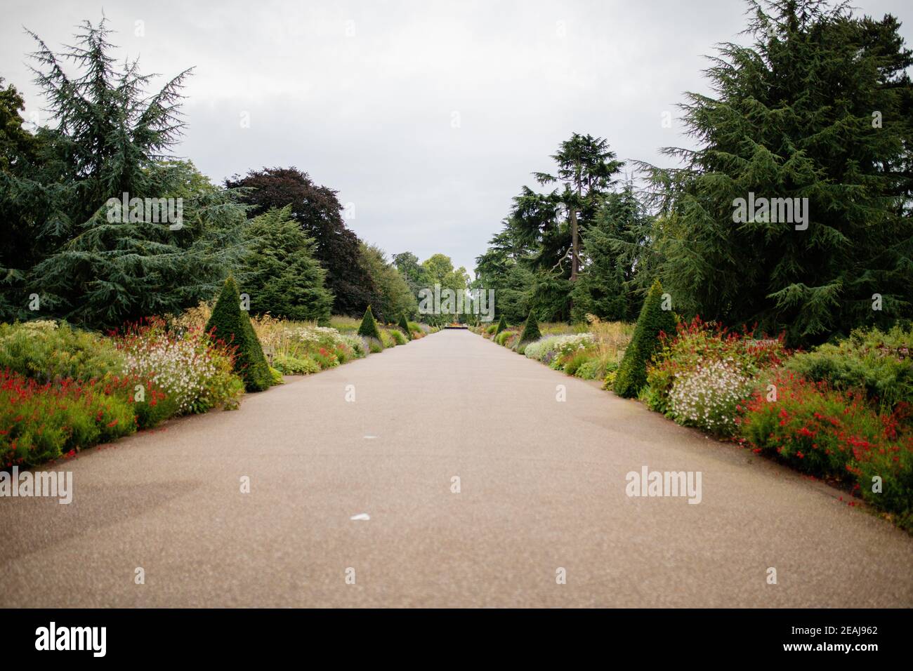 Paesaggio Vista di un lungo percorso circondato da alberi e. Sotto un cielo nuvoloso Foto Stock