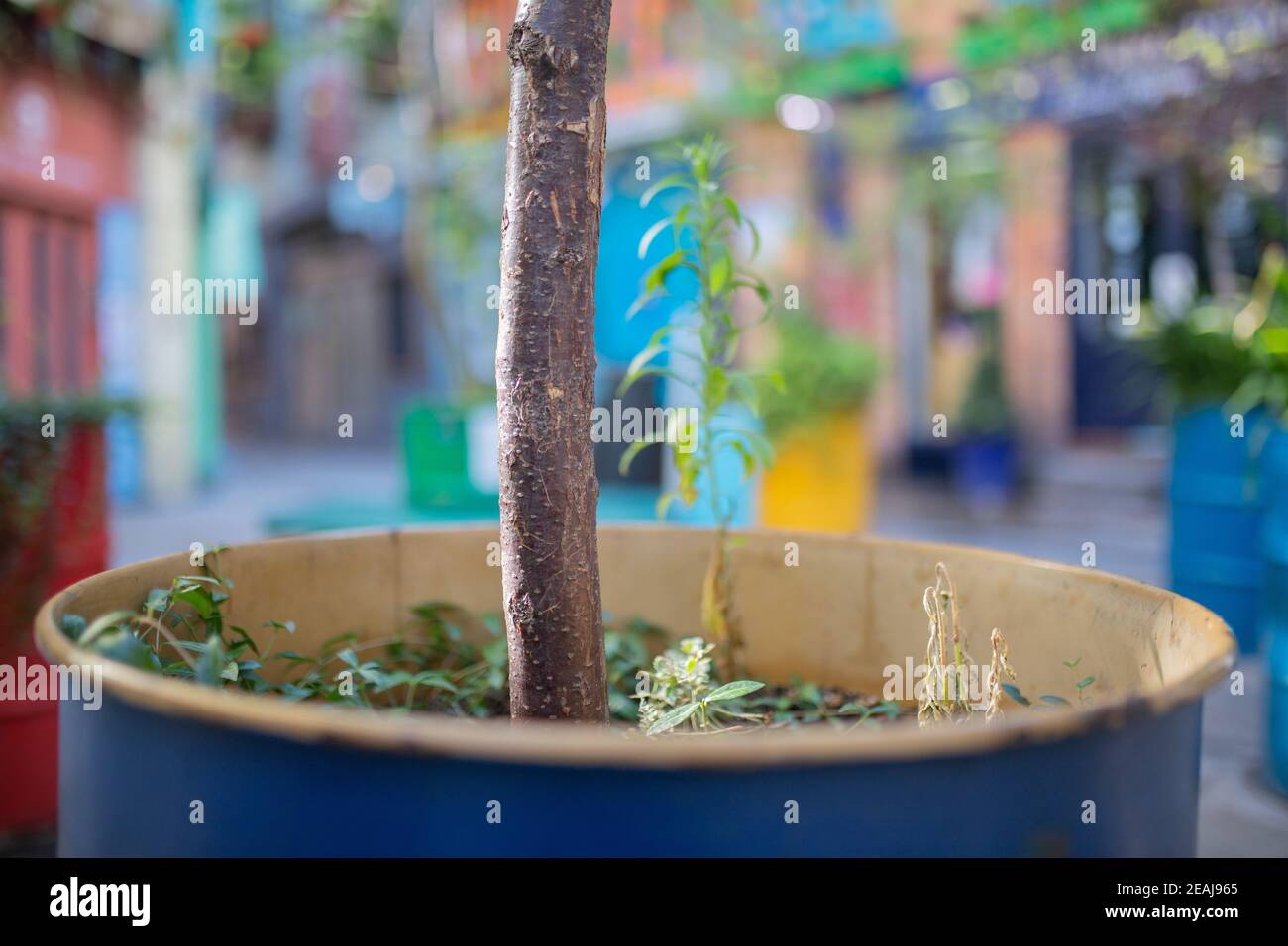Vista di paesaggio di piante e un ramo spesso piantato su Una camera in metallo blu Foto Stock