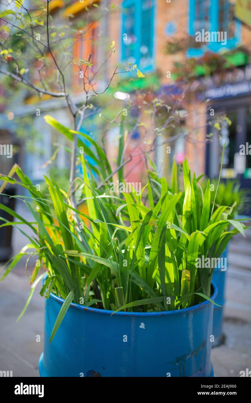 Ritratto Vista di piante che crescono all'interno di una canna di acciaio blu Foto Stock