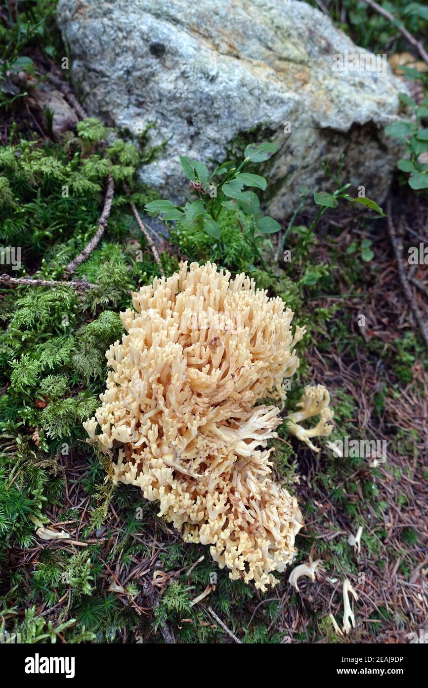 Fungo di corallo beige (spec. Ramaria) Foto Stock
