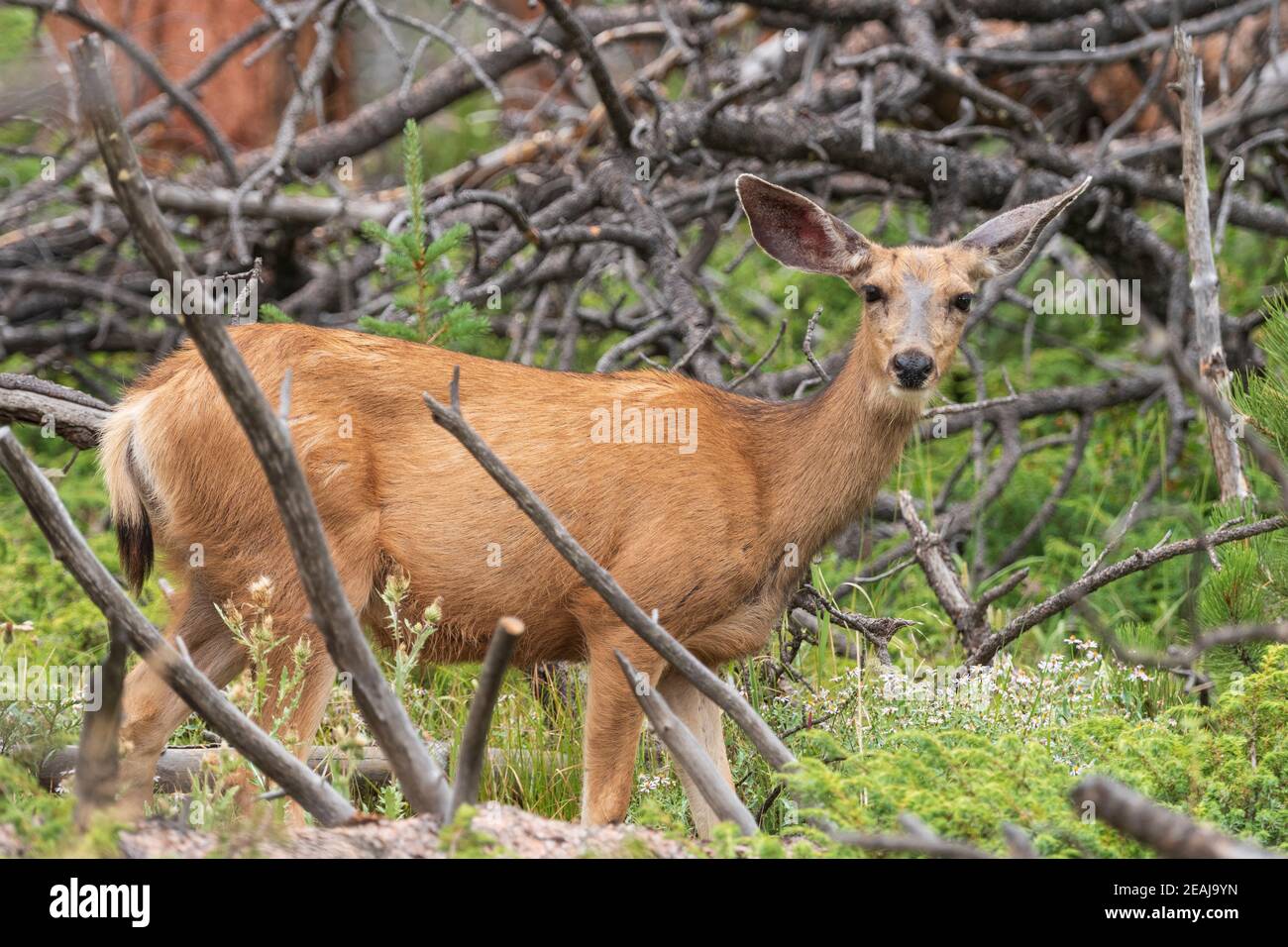Mule Deer in una foresta di montagna Foto Stock