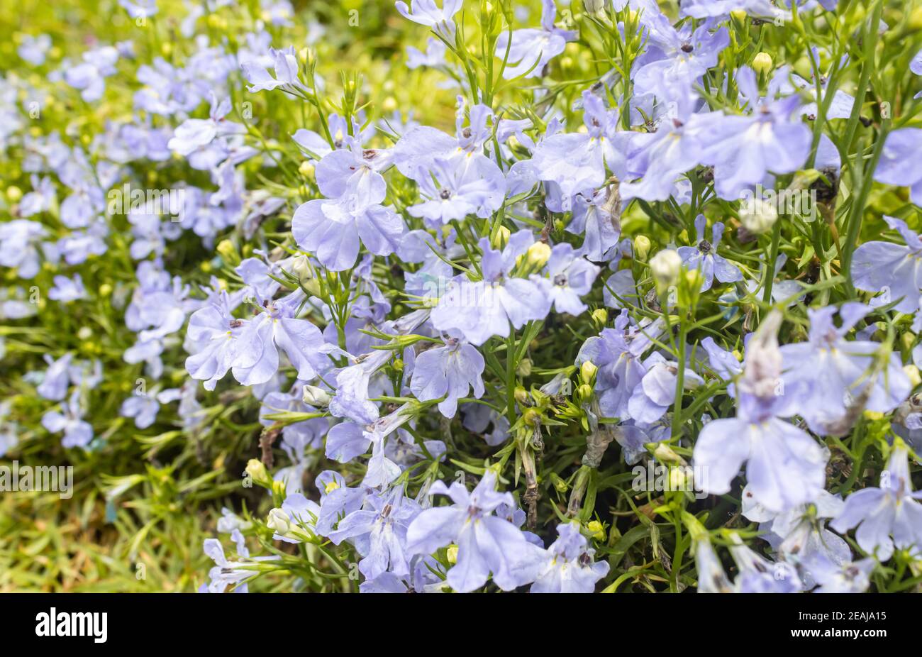 Viola Lobelia fiore in giardino con luce naturale Foto Stock