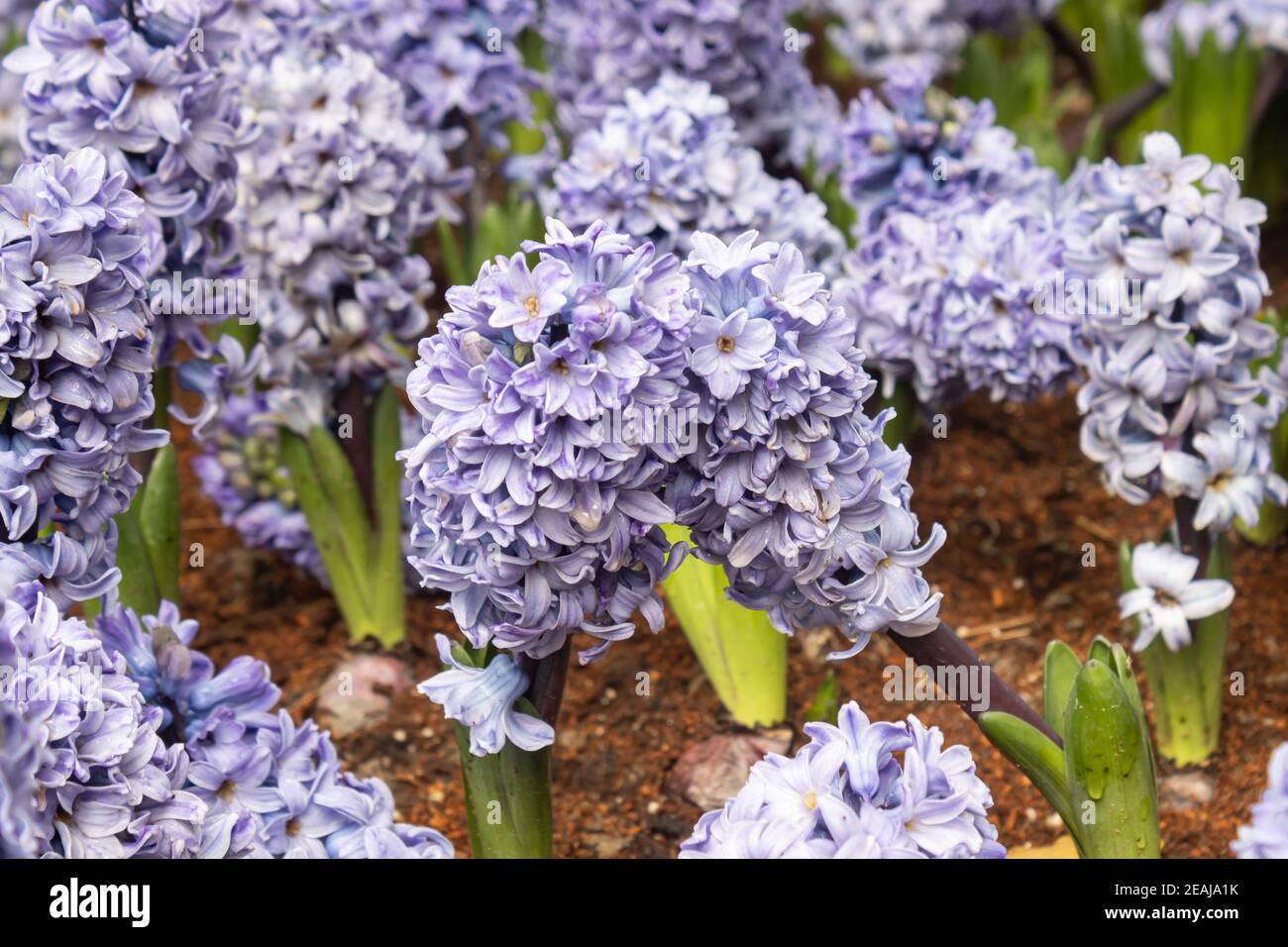 Viola o Viola giacinto fiore in giardino Foto Stock