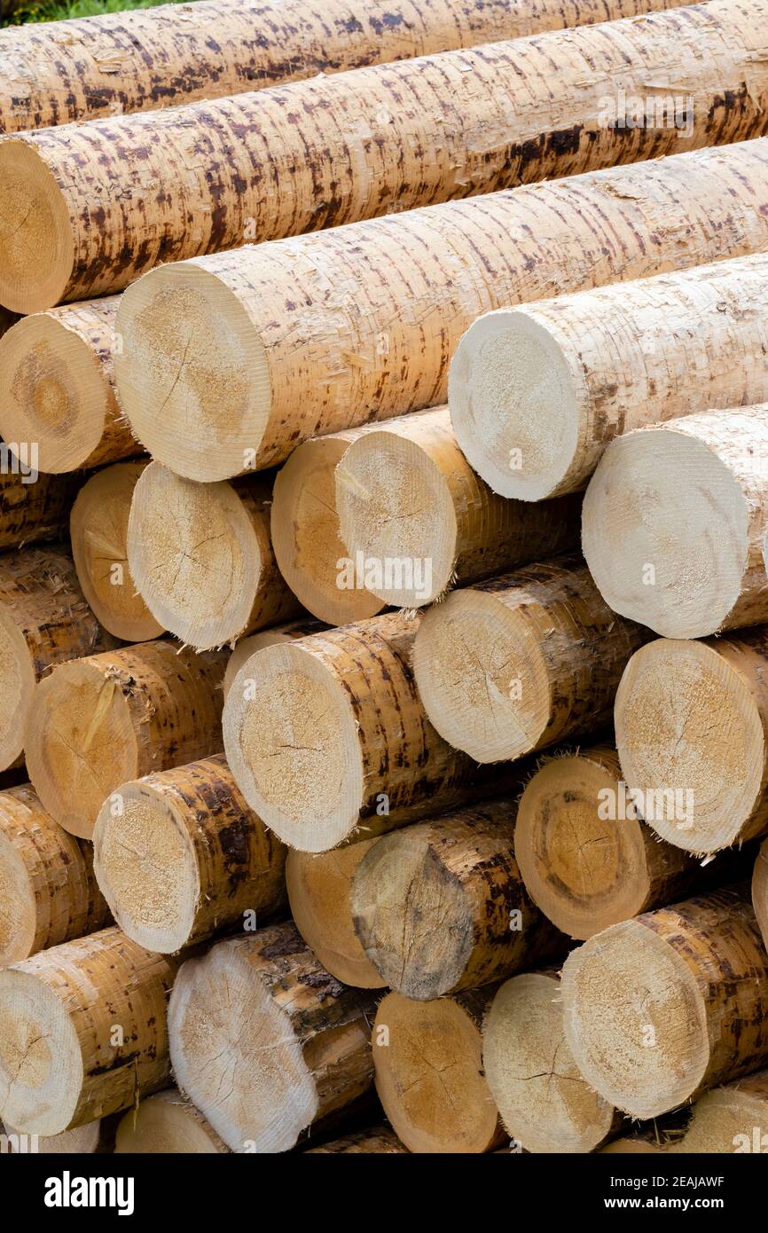 Industria del legno nelle Alpi, Italia Foto Stock