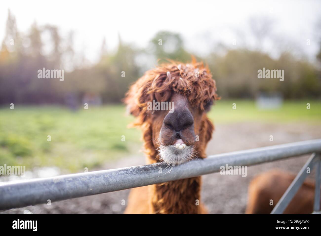 Alpaca marrone dietro una recinzione che guarda direttamente la fotocamera Foto Stock