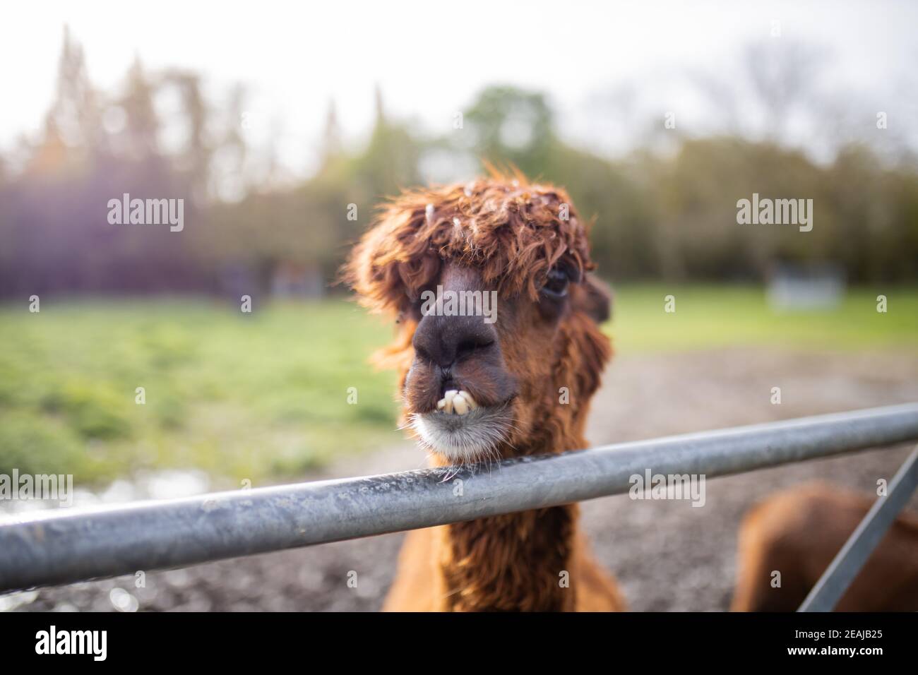 Alpaca marrone dietro una recinzione che guarda direttamente la fotocamera Foto Stock