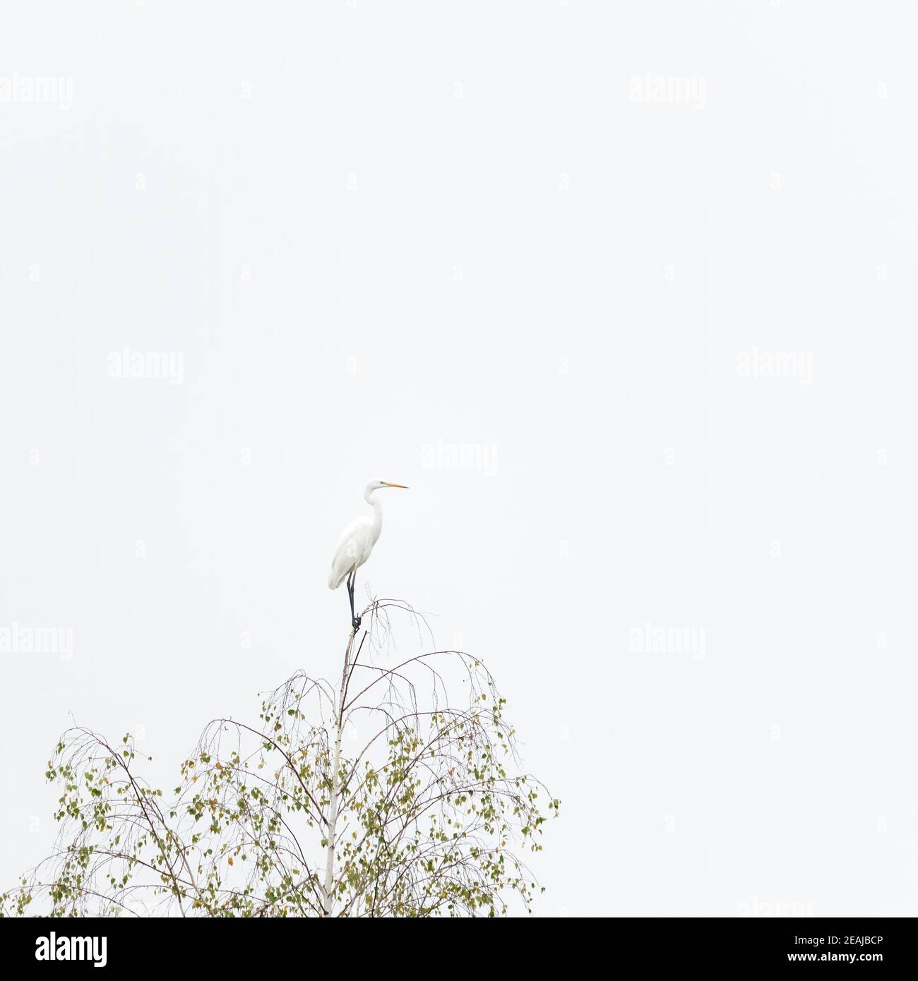 Grande egret su un albero Foto Stock