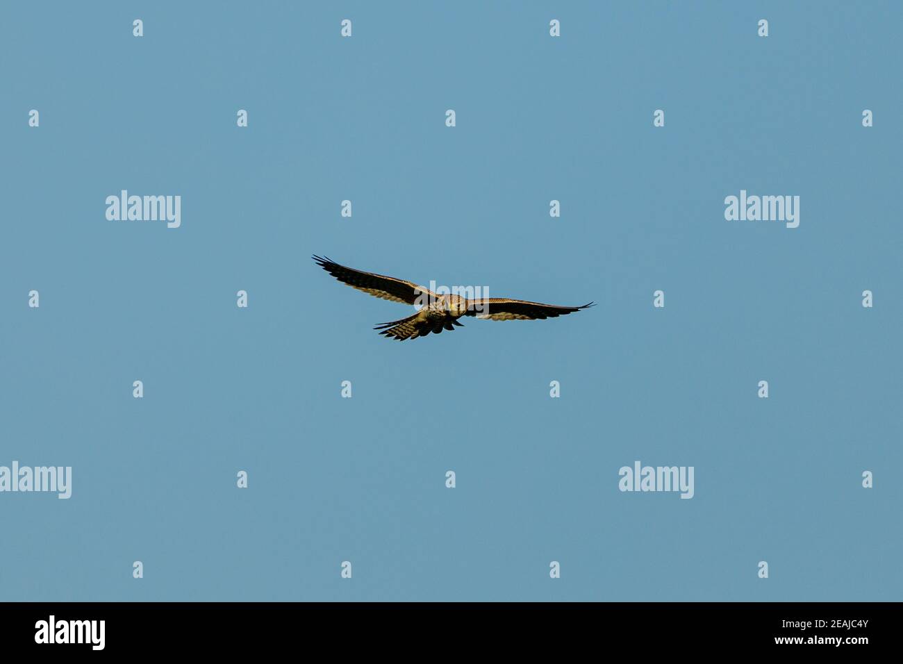 Una caccia Kestrel in aria Foto Stock