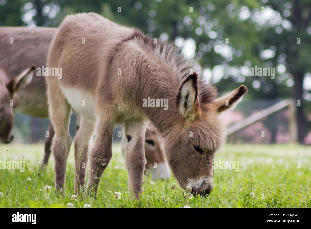 Asino giovane (Equus asinus asinus) in un prato, prole curioso Foto Stock