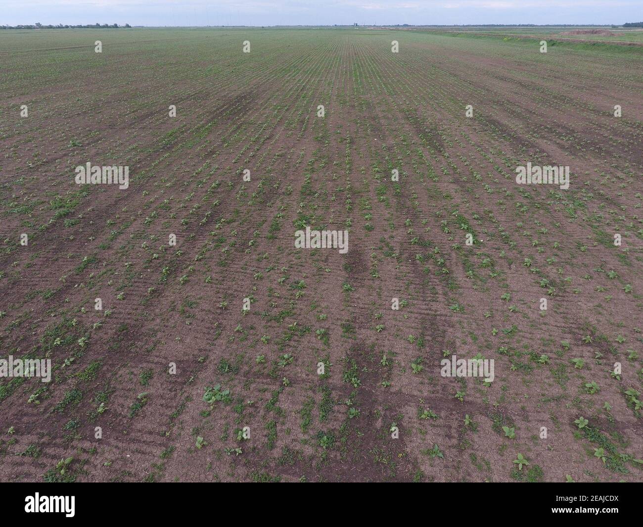 Vista dall'alto di un campo di germogli di semi di girasole Foto Stock