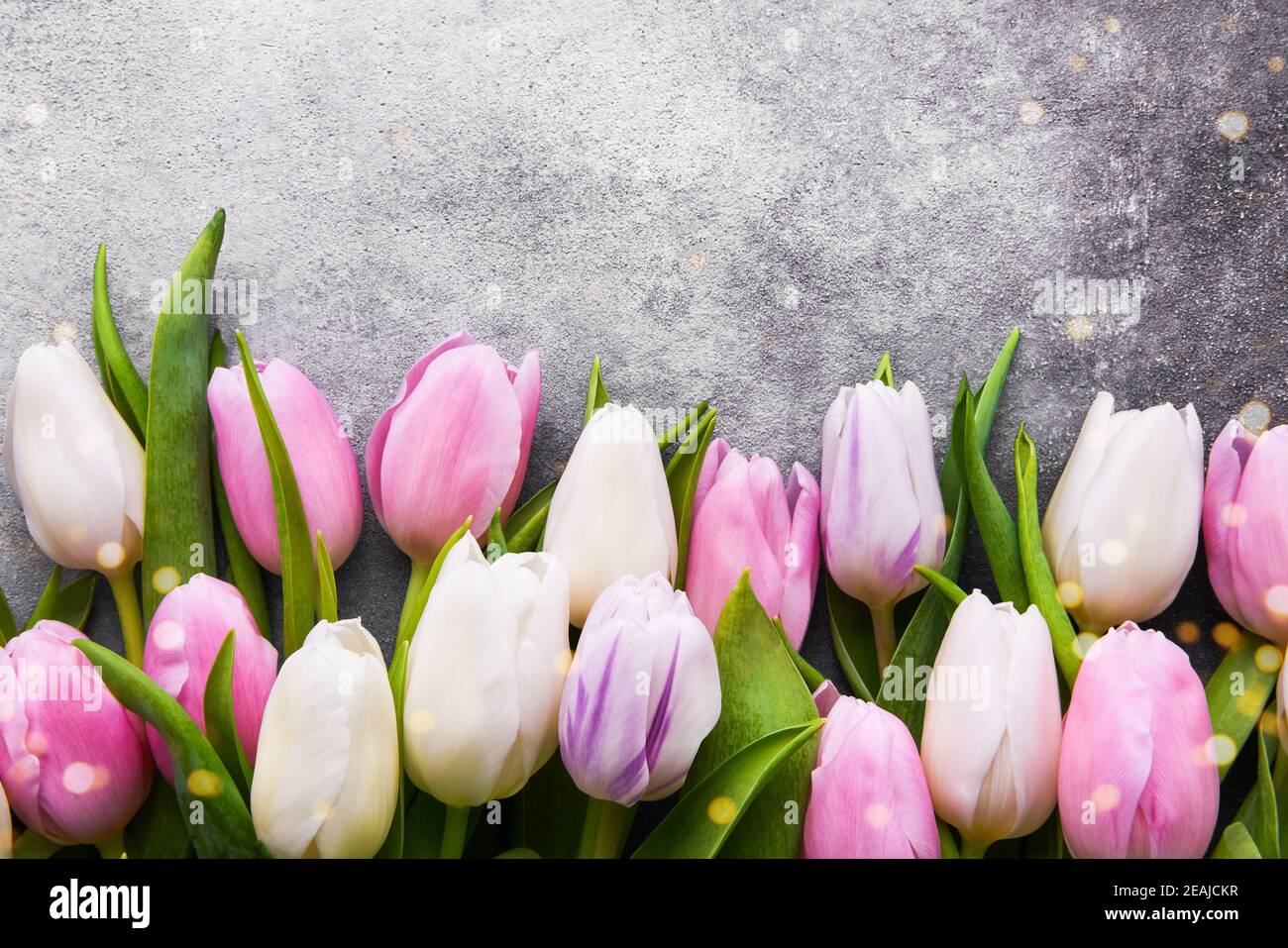 Tulipani rosa e bianco su fondo grigio in cemento, fuoco selettivo. Disposizione piatta, spazio di copia Foto Stock