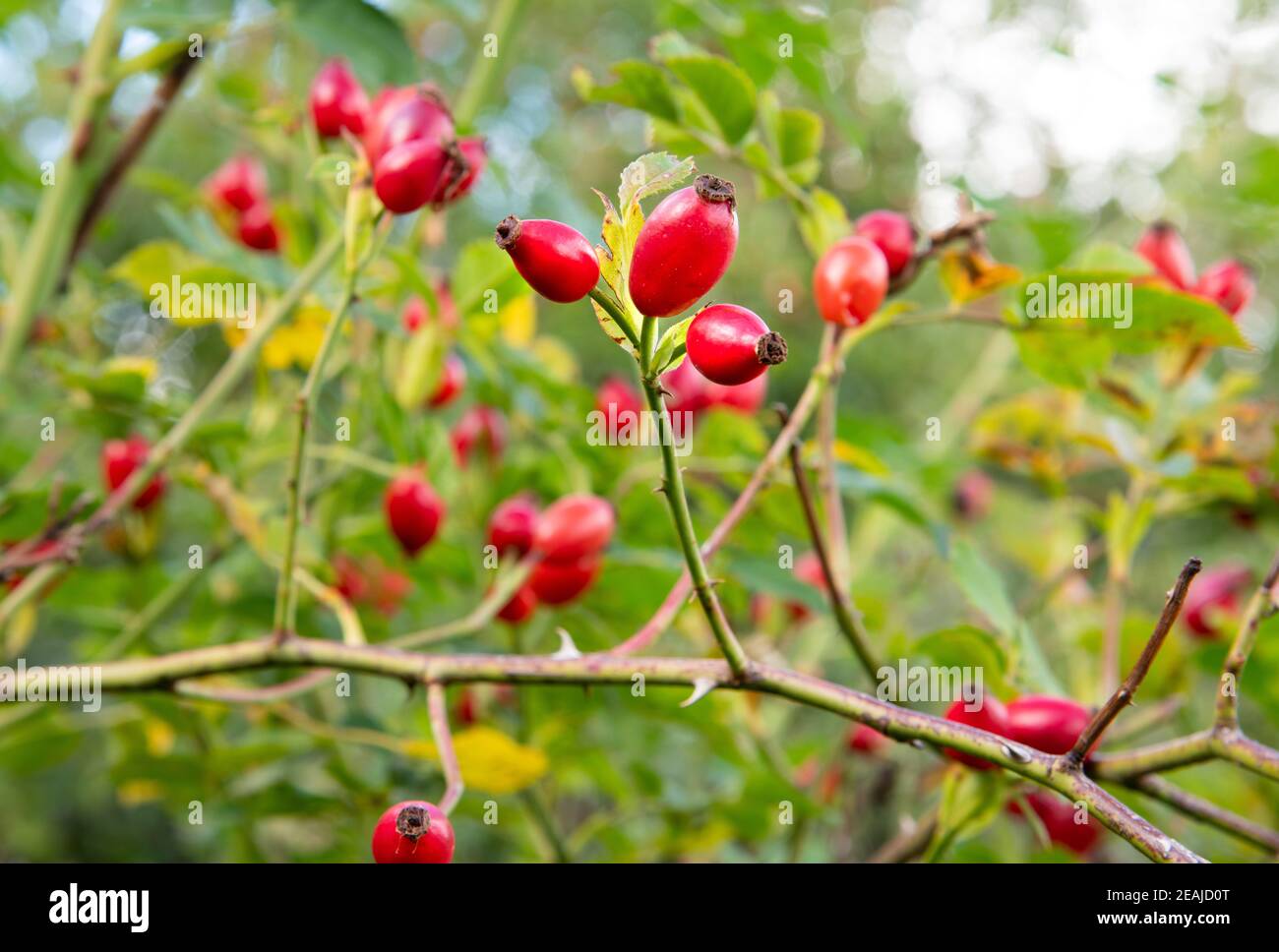 anche di rosa rossa sul arbusto Foto Stock