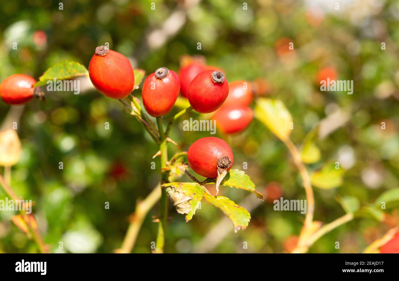 anche di rosa rossa sul arbusto Foto Stock