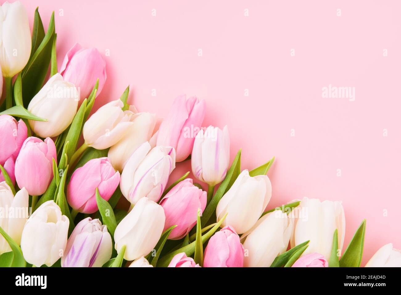 Tulipani rosa e bianco su sfondo rosa chiaro, fuoco selettivo. Disposizione piatta, spazio di copia per il testo Foto Stock