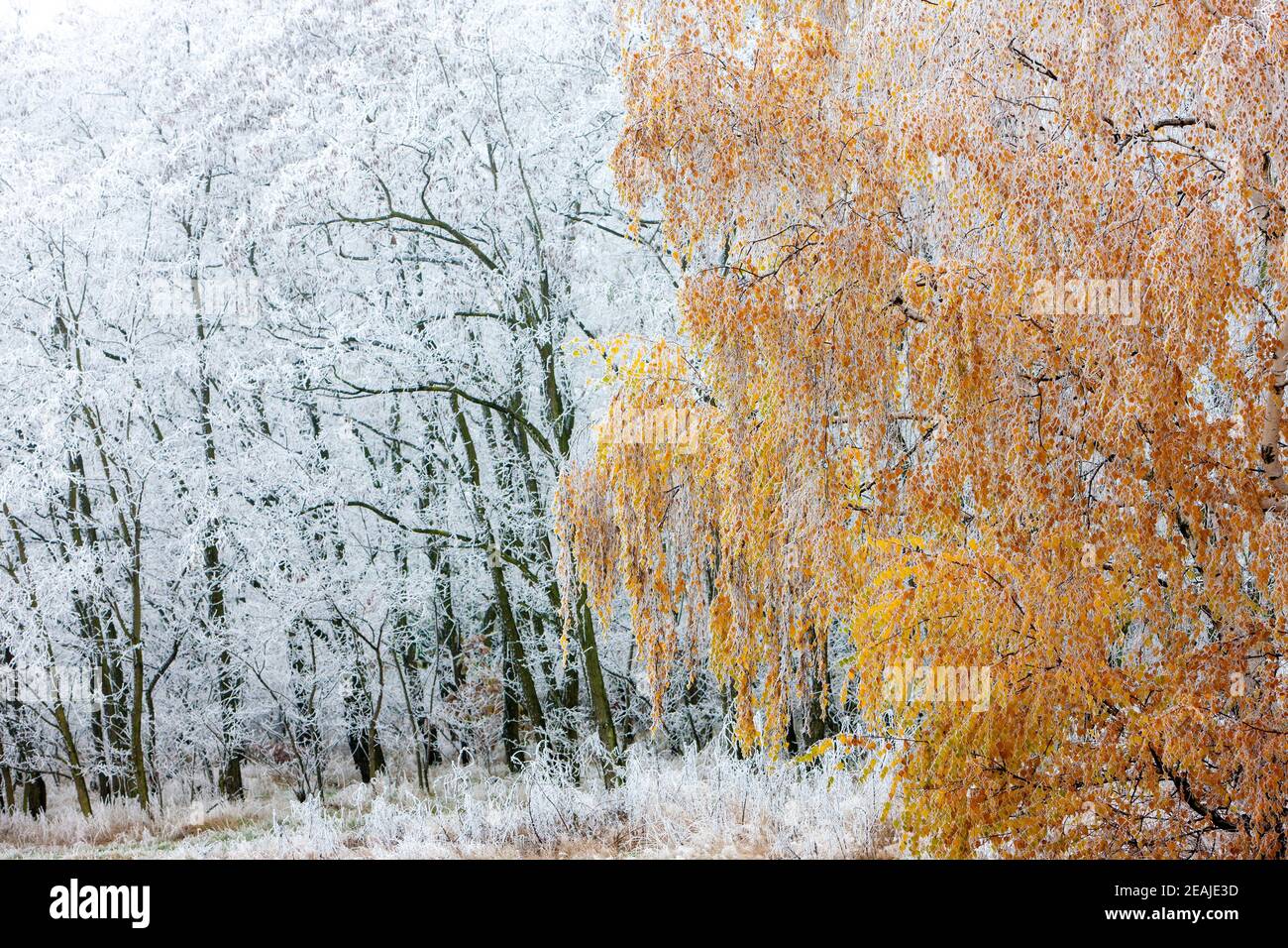 Paesaggio invernale, regione Moravia, Repubblica Ceca Foto Stock