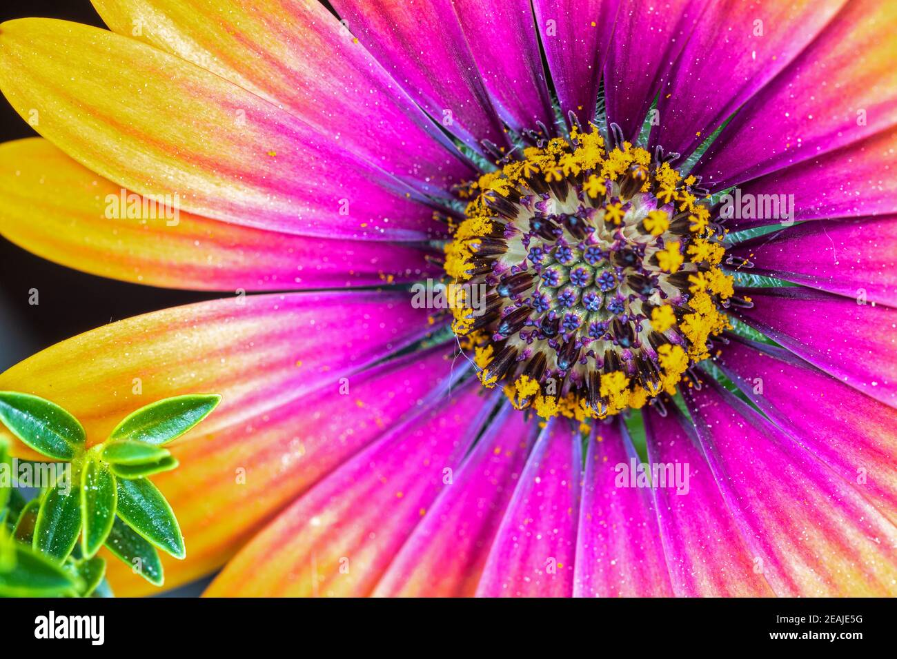 Primo piano del fiore Cape Rain Daisy Foto Stock