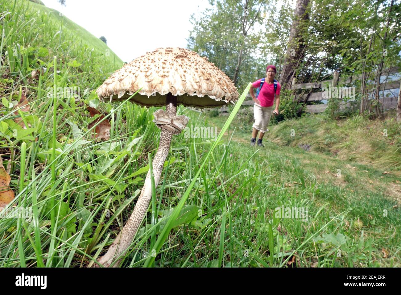 Fungo del parasolo (Macrolepiota procera) su un prato di montagna, sullo sfondo una donna escursionista Foto Stock