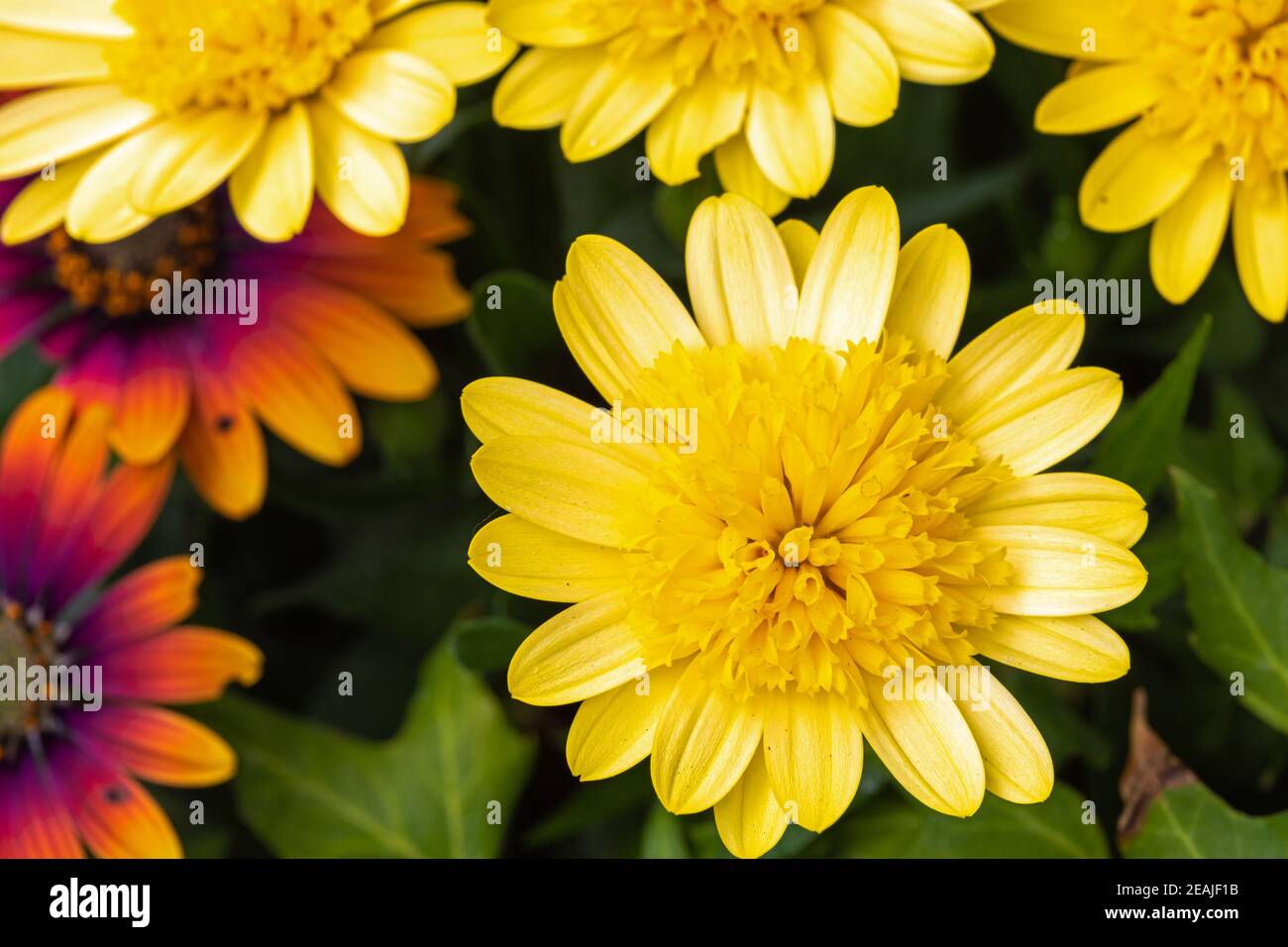 Primo piano del fiore Cape Rain Daisy Foto Stock