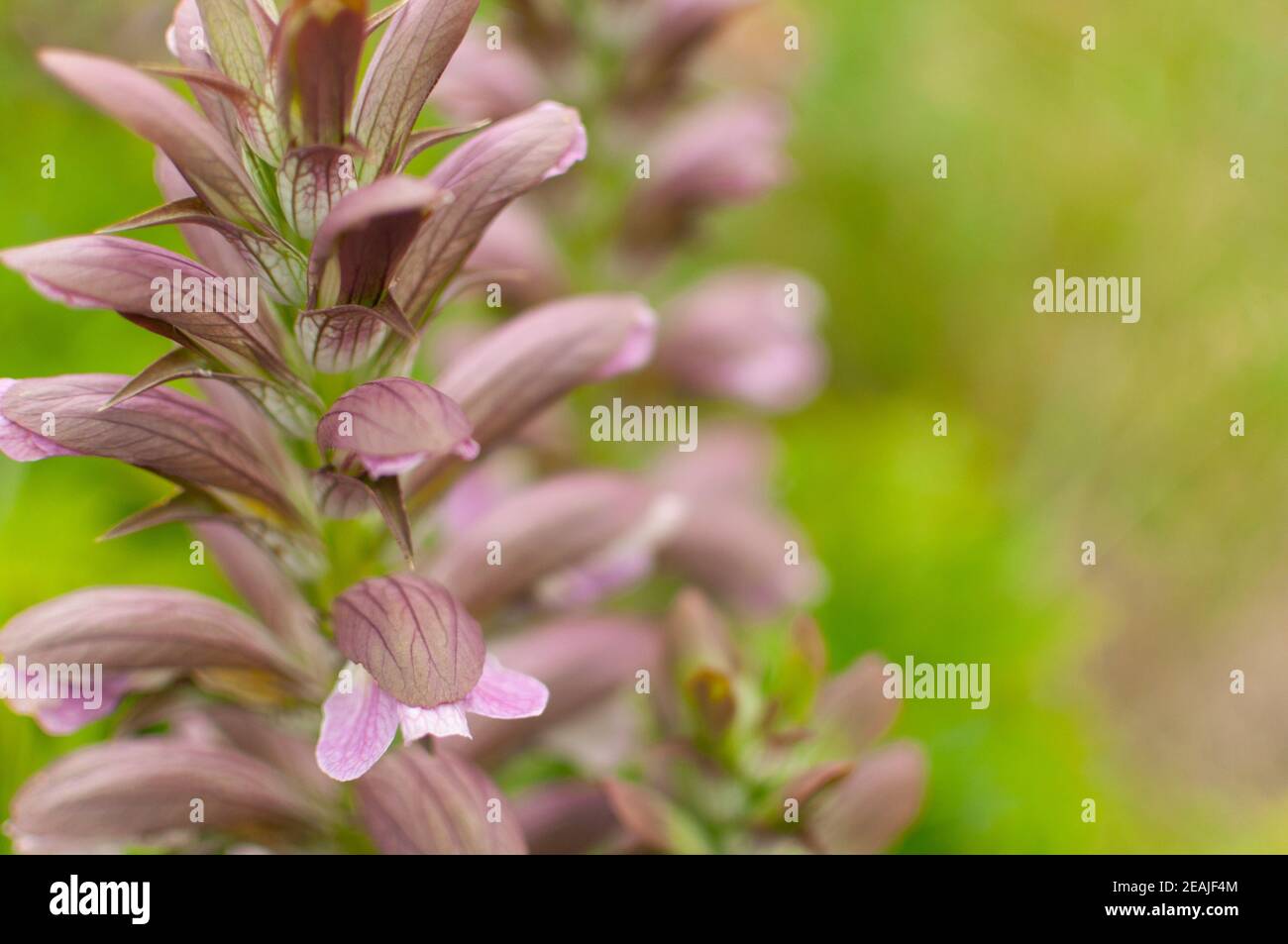 Fiore Acanthus pianta. Foto Stock