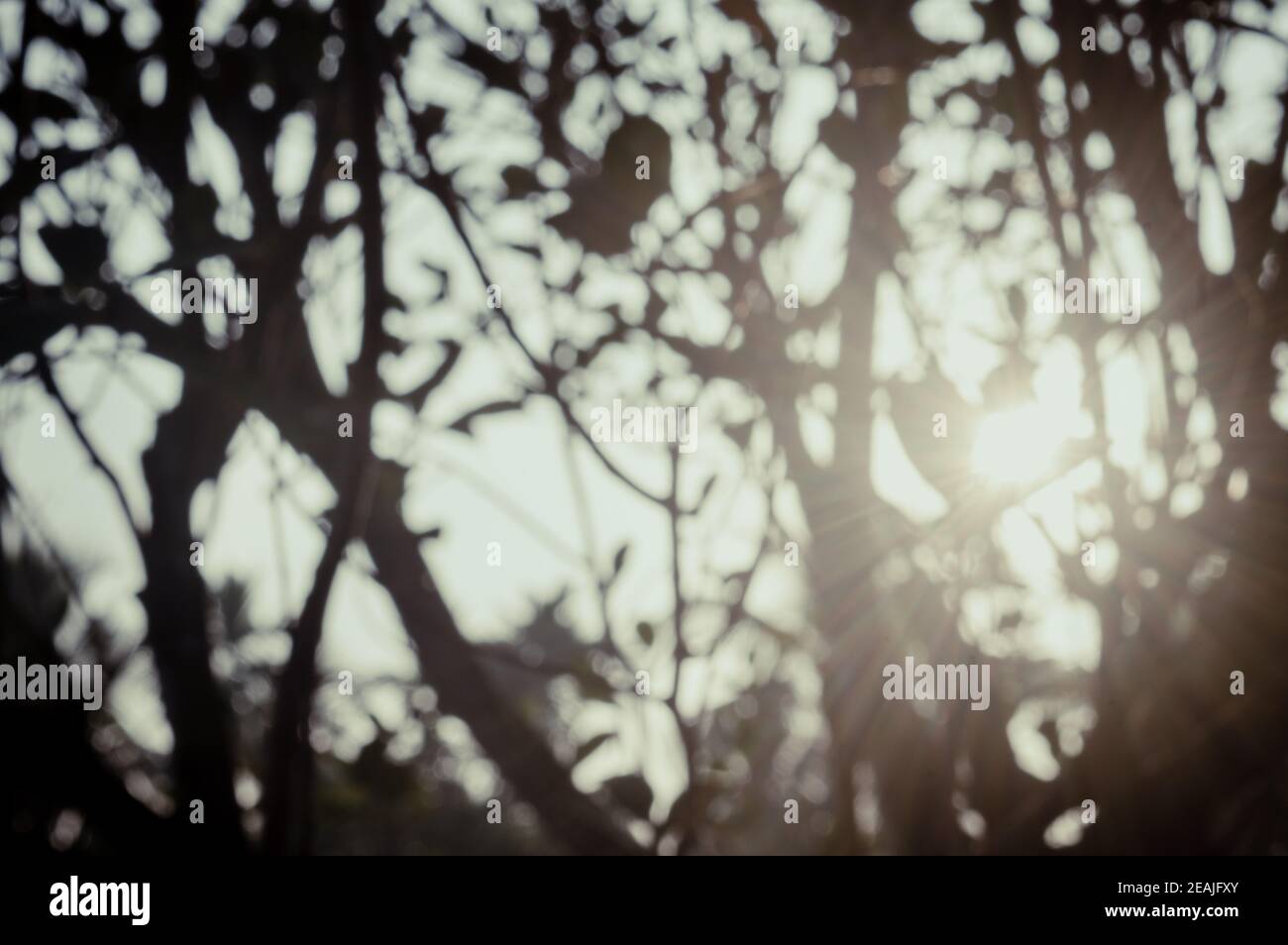 Mattina luce del sole attraverso le foglie dell'albero. Blur Forest Bush terreno boscoso nella silhouette in primo piano da luce posteriore chiaro fascio di sole. Bellezza nella natura Abstract tema immagine di sfondo. Spazio di copia. Foto Stock