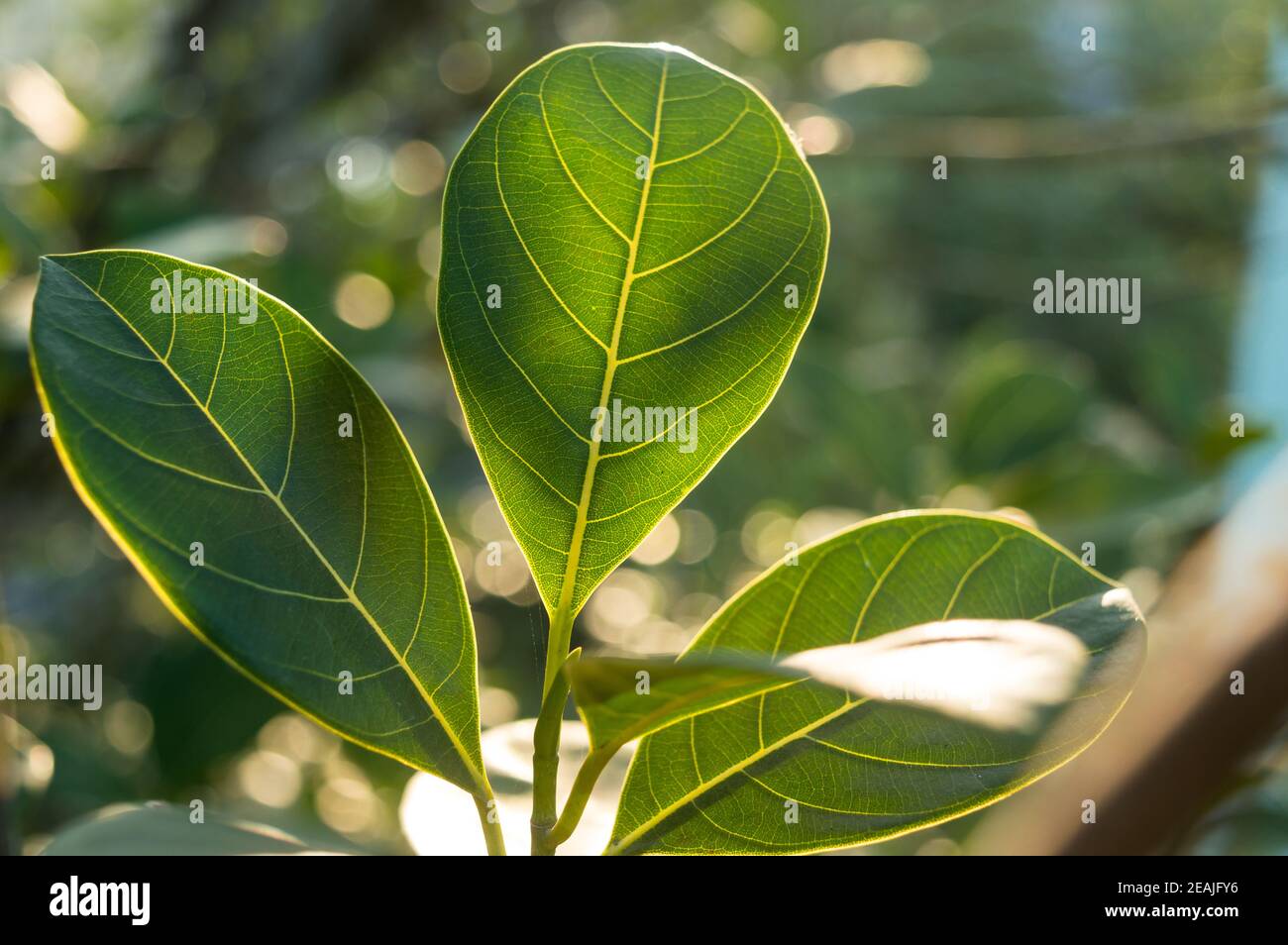 La foglia verde assorbe la luce solare del mattino. Foglie di una pianta da vicino con raggio di luce del mattino retroilluminato. Bellezza in natura sfondo. Fotosintesi clorofilla Botanica Biologia concetto. Foto Stock