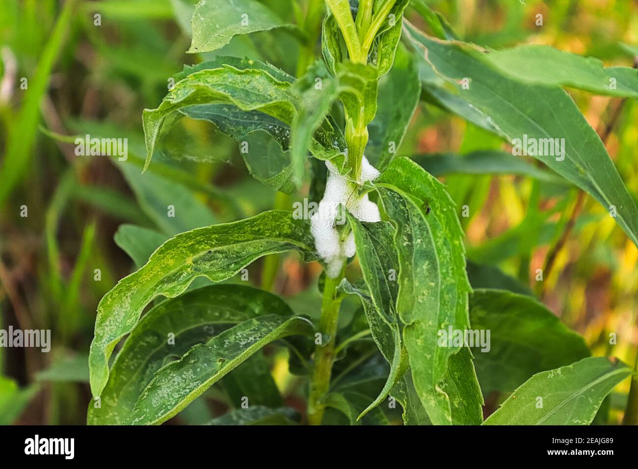 Closeup di una massa di schiuma causata da uno spittlebug Foto Stock