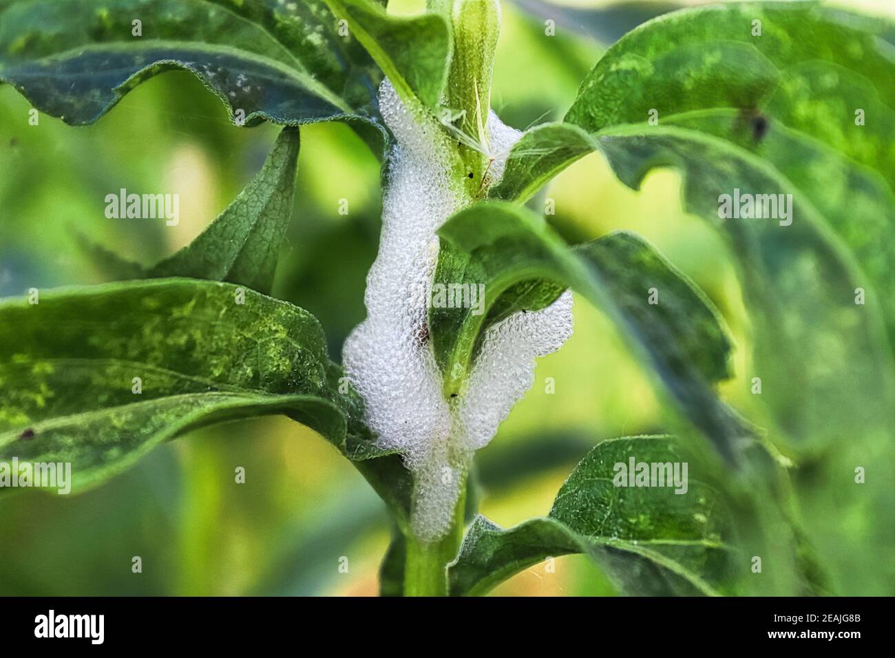 Schiuma d'aria gorgogliata su uno stelo di pianta causato da insetti Foto Stock